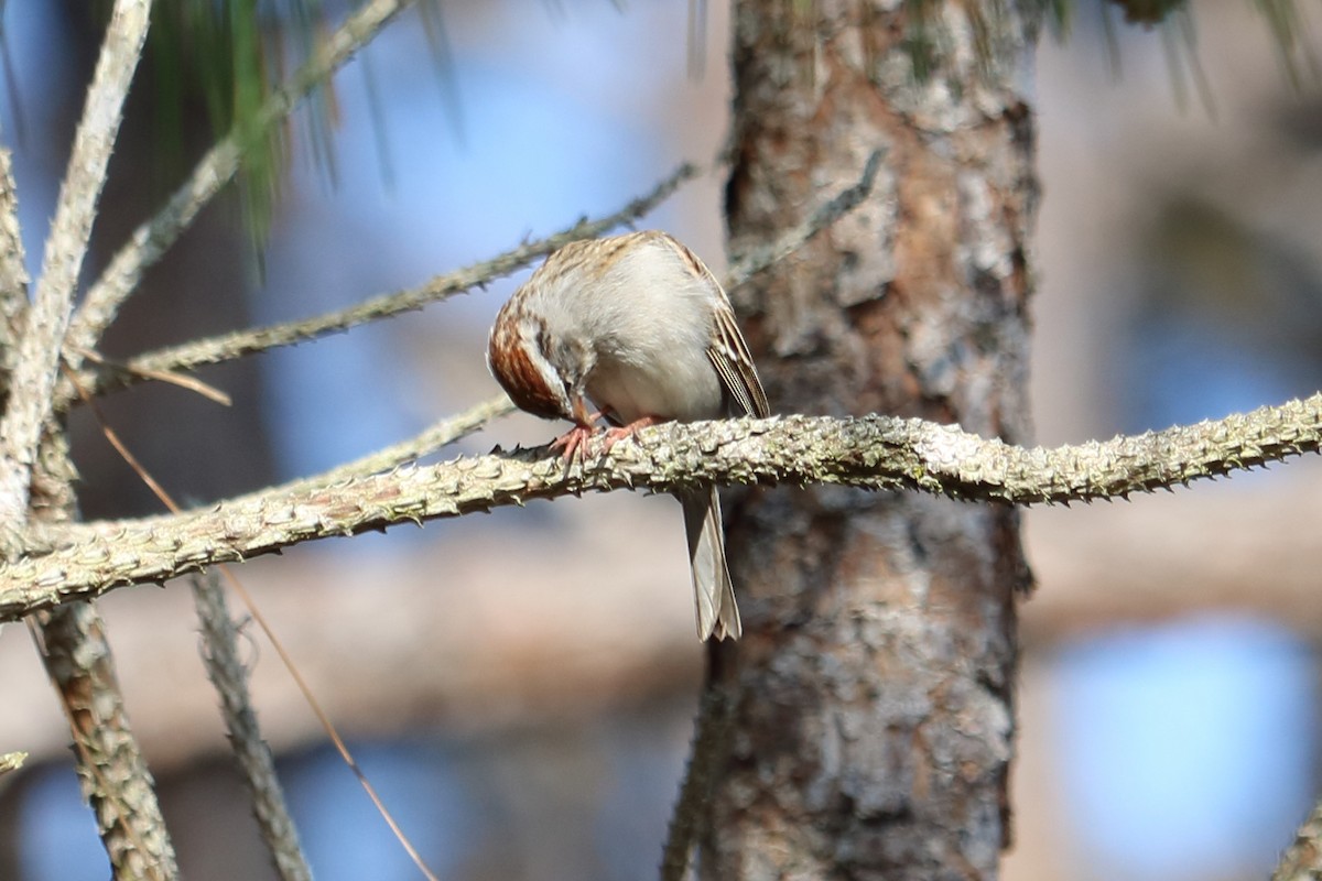 Chipping Sparrow - ML144711131
