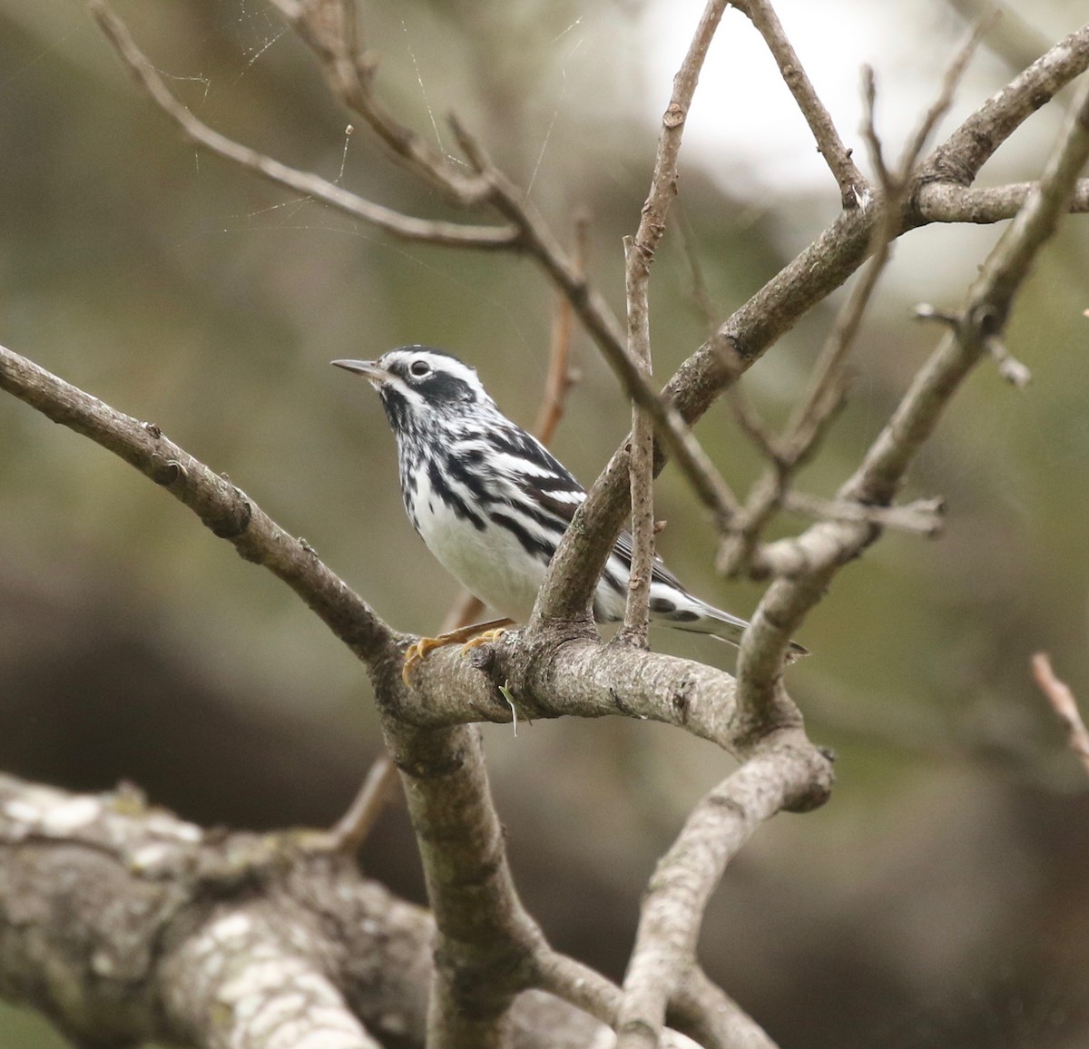 Black-and-white Warbler - ML144712041