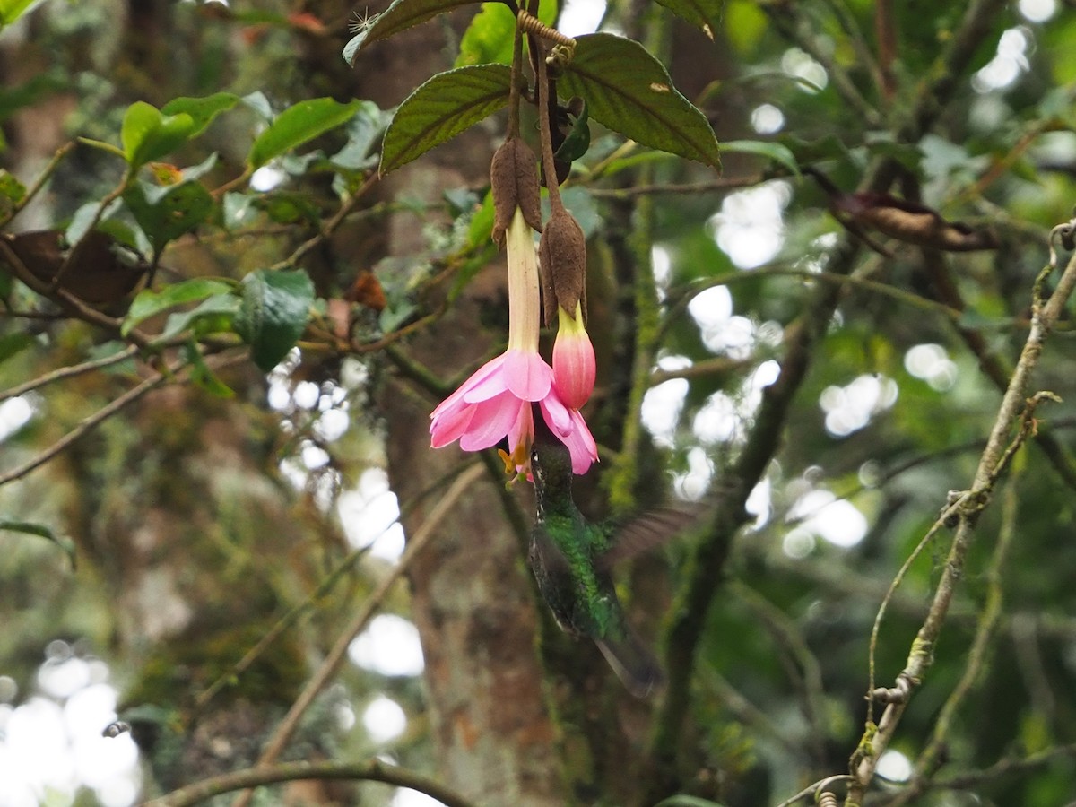 Colibri porte-épée - ML144712551