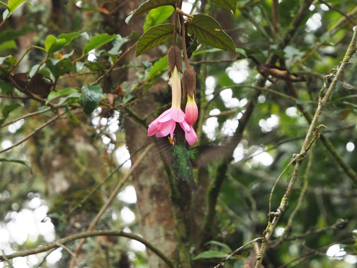 Sword-billed Hummingbird - ML144712991