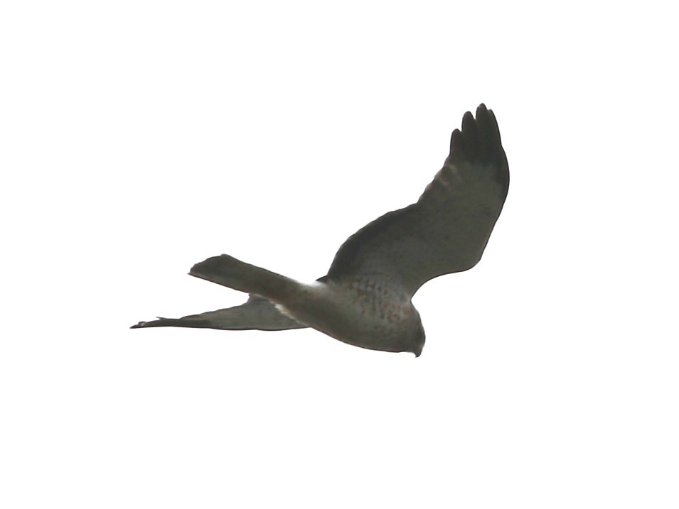 Northern Harrier - ML144713761