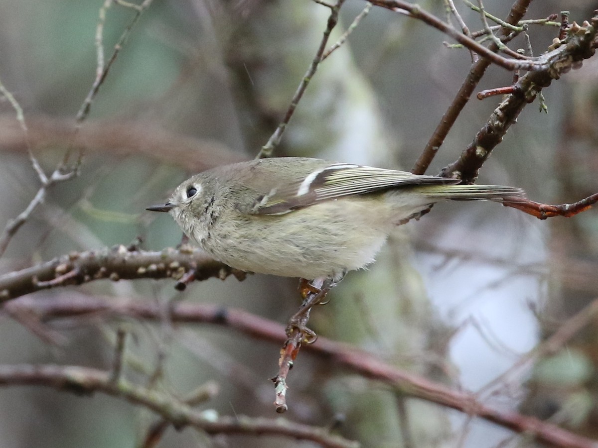 Ruby-crowned Kinglet - ML144714231