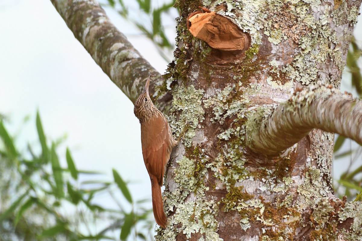 Streak-headed Woodcreeper - ML144716411