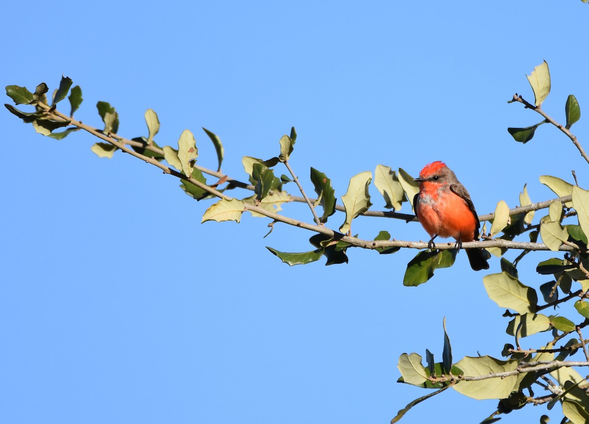 Vermilion Flycatcher - Ian Thomson