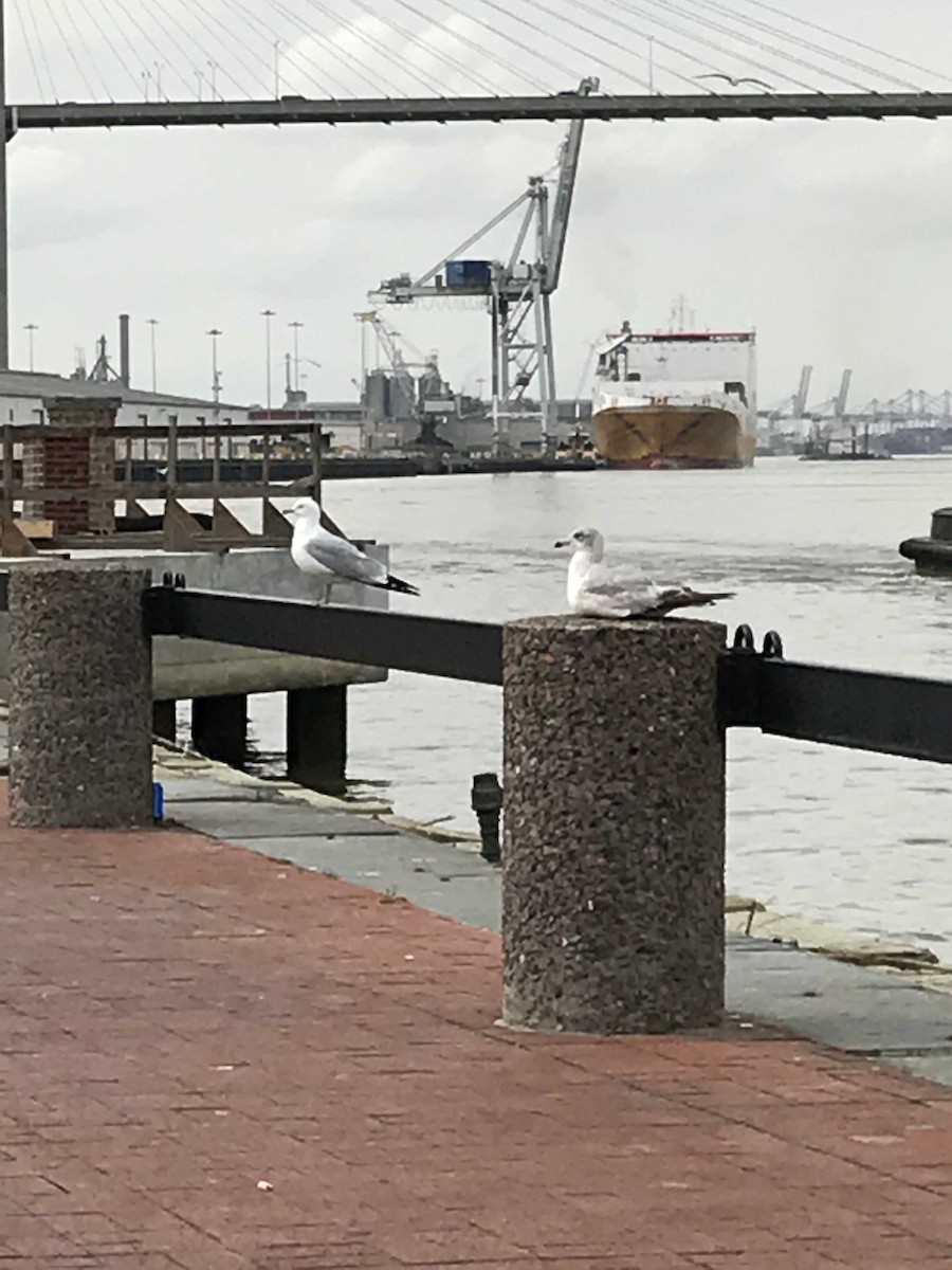 Ring-billed Gull - Catherine Labio