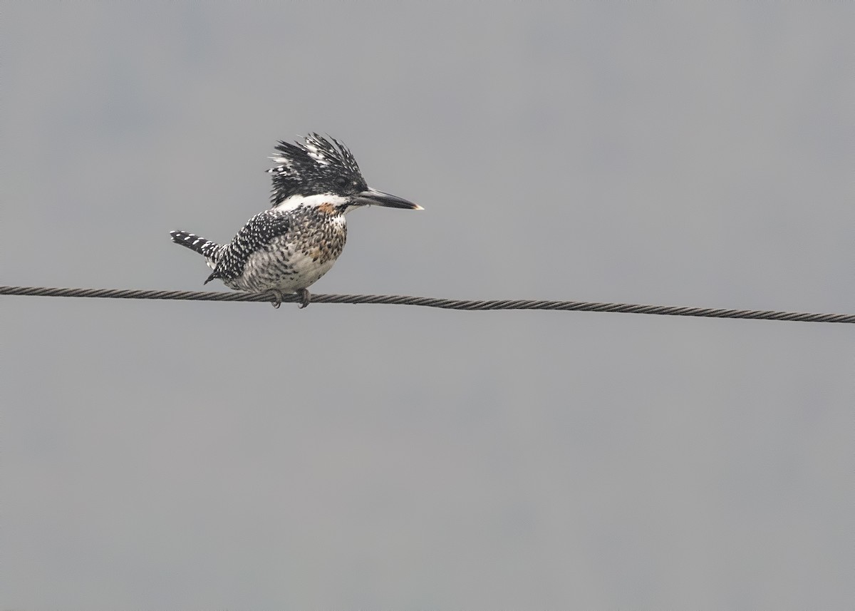 Crested Kingfisher - ML144720021