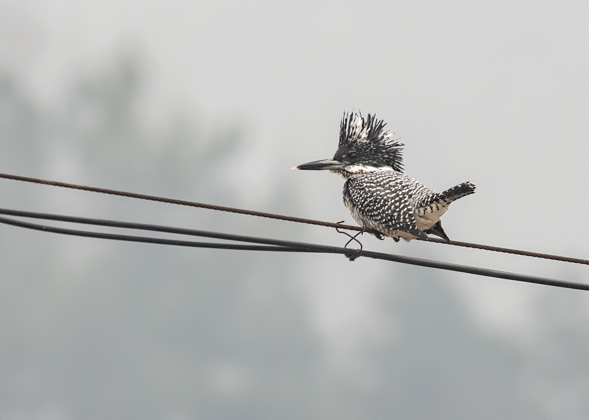 Crested Kingfisher - ML144720031