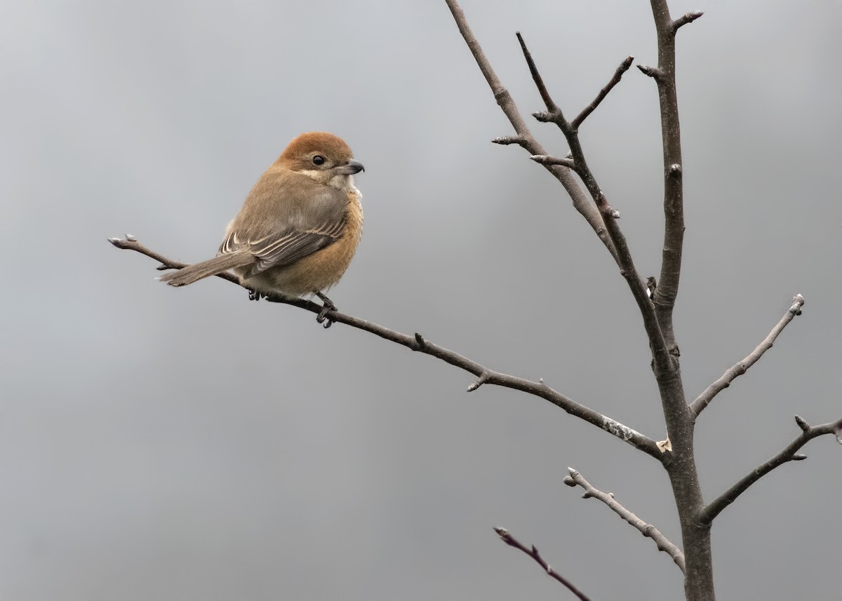 Bull-headed Shrike - ML144720041