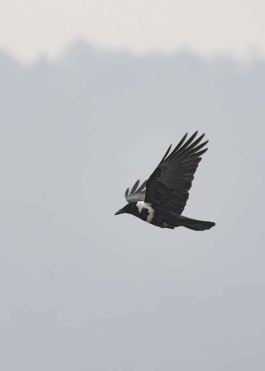 Collared Crow - ML144720061