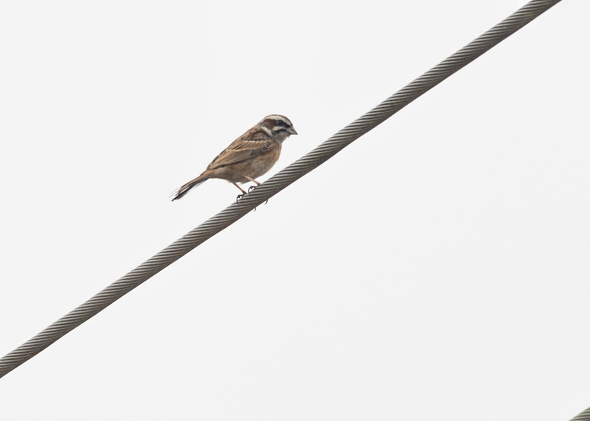 Meadow Bunting - ML144720231