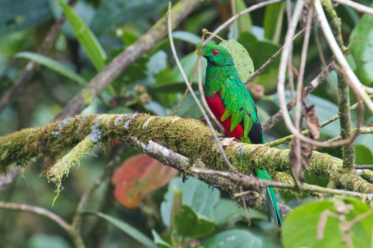 Crested Quetzal - ML144720411