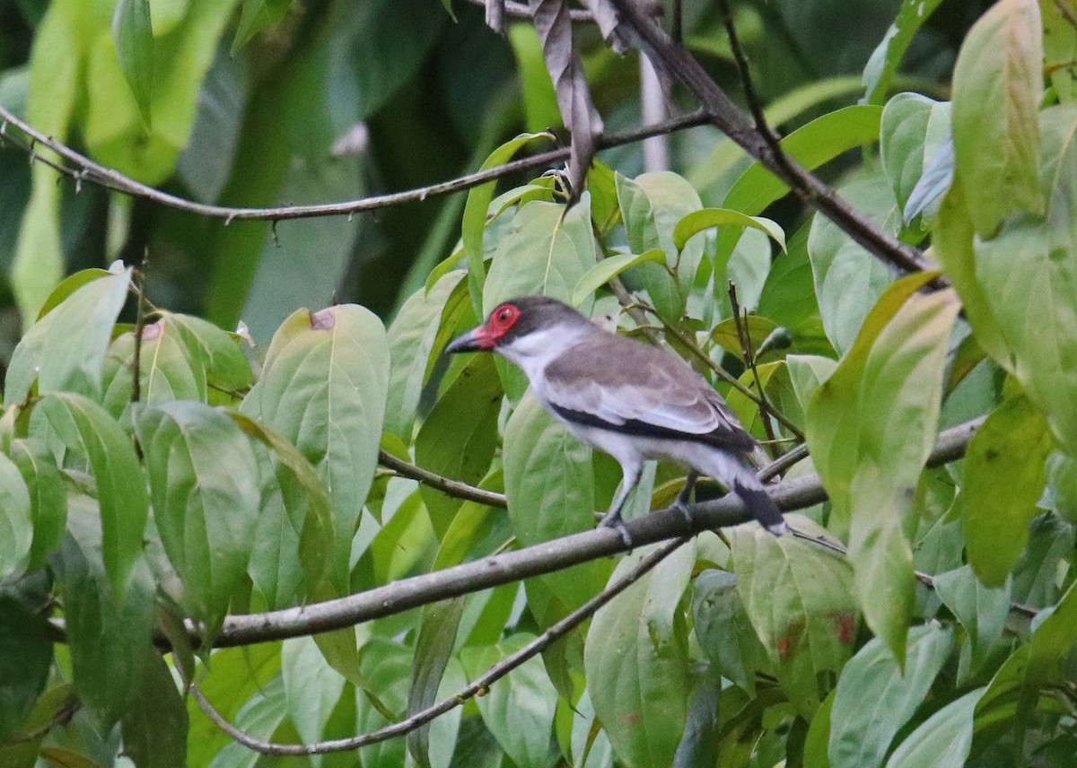 Masked Tityra - Steve Mayes