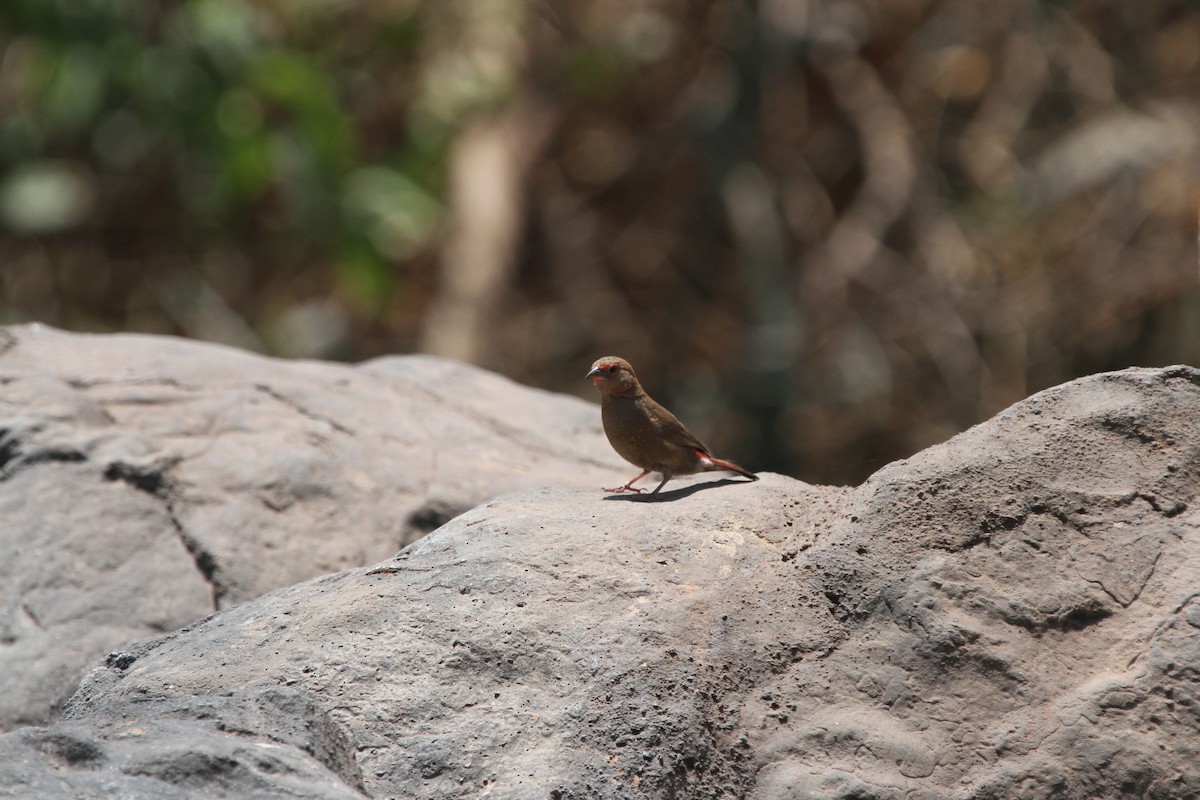 firefinch sp. - ML144722791