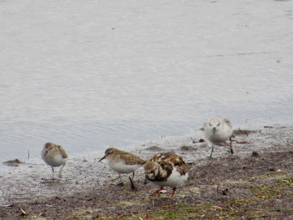 Ruddy Turnstone - ML144723781