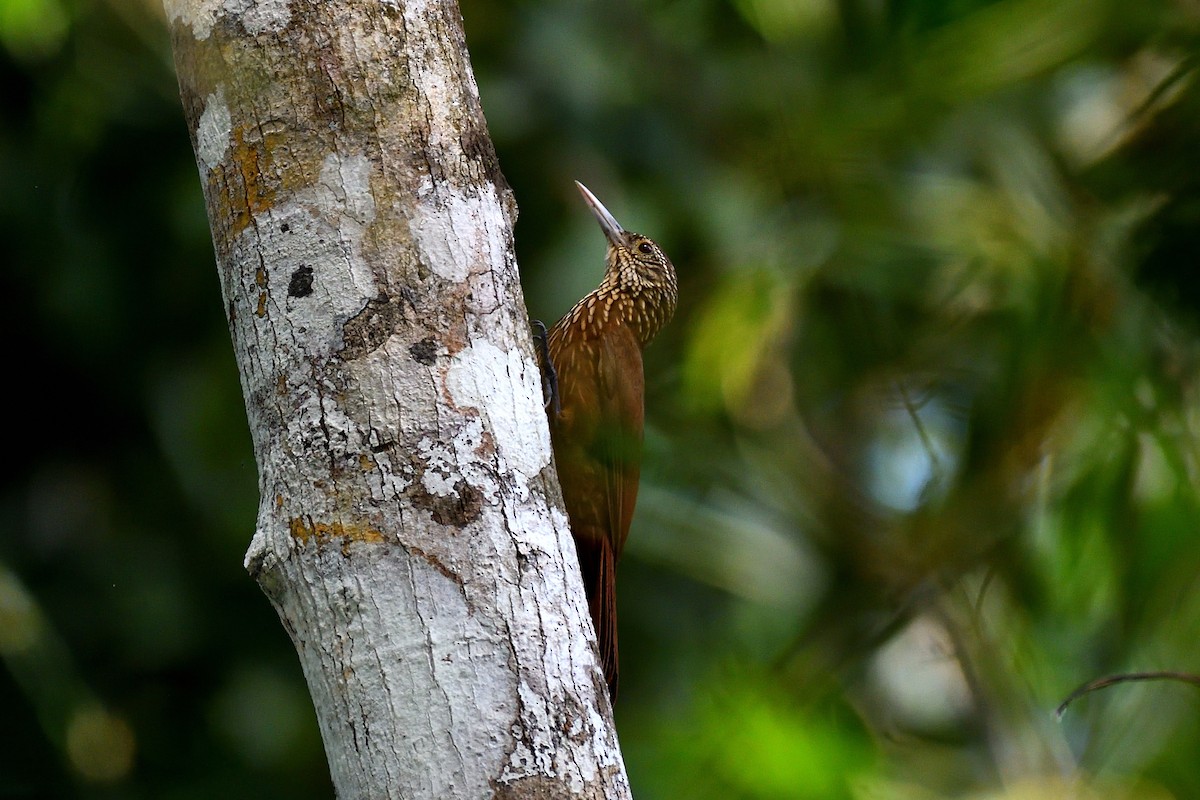 Buff-throated Woodcreeper - Hugh Whelan