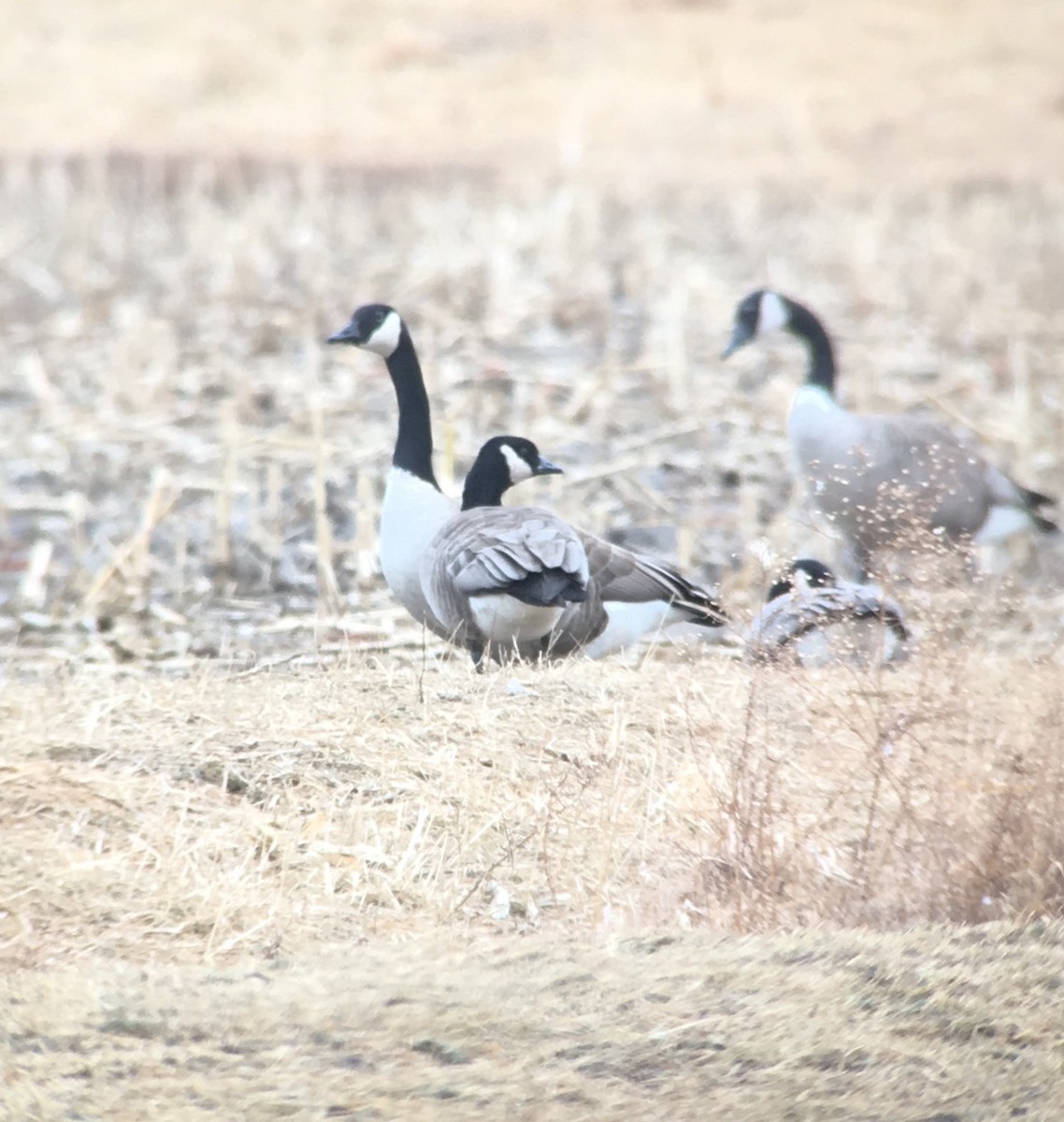 Cackling Goose (Richardson's) - Jeremy L. Hatt