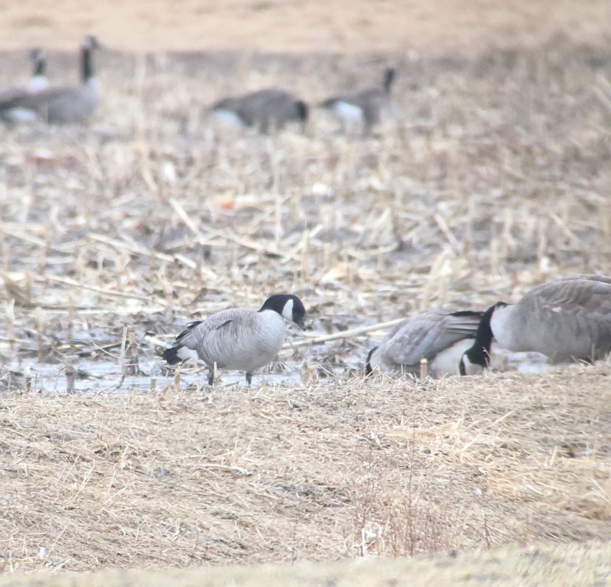 Cackling Goose (Richardson's) - ML144728151