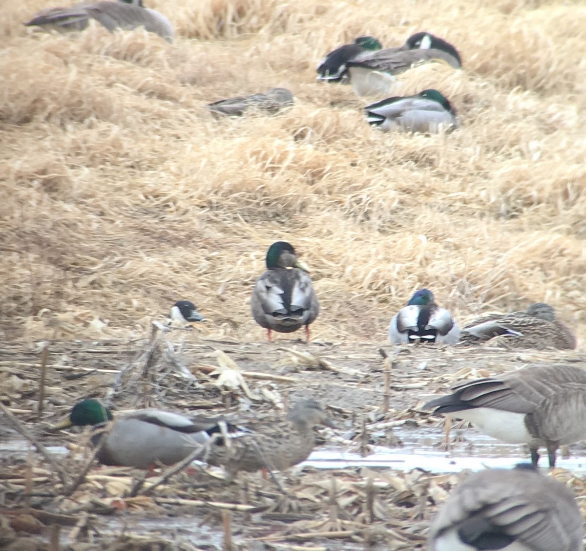 Mallard x American Black Duck (hybrid) - ML144728371