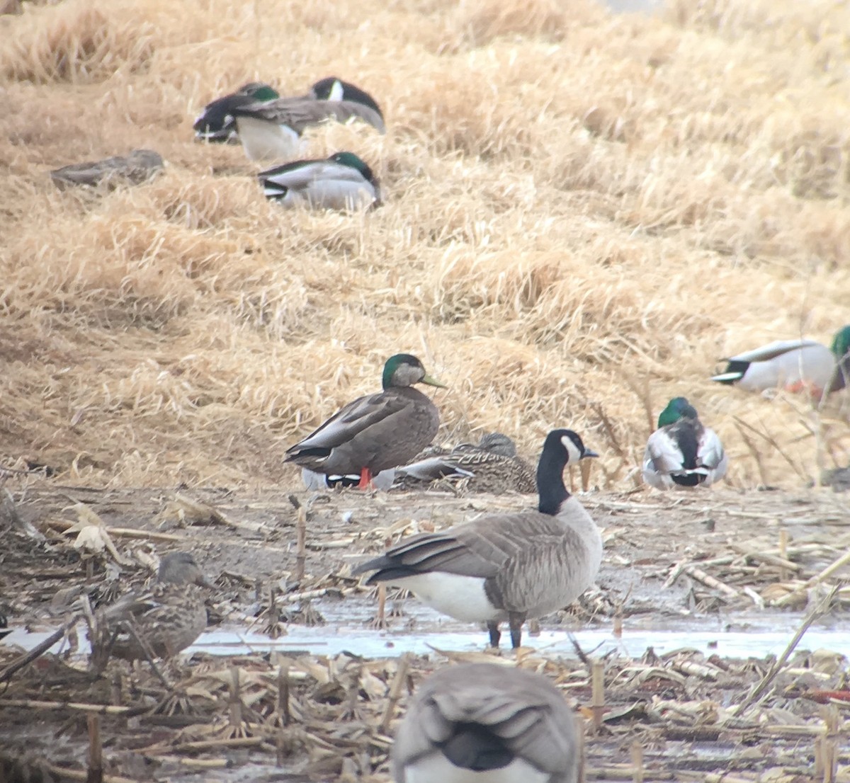 Mallard x American Black Duck (hybrid) - ML144728411