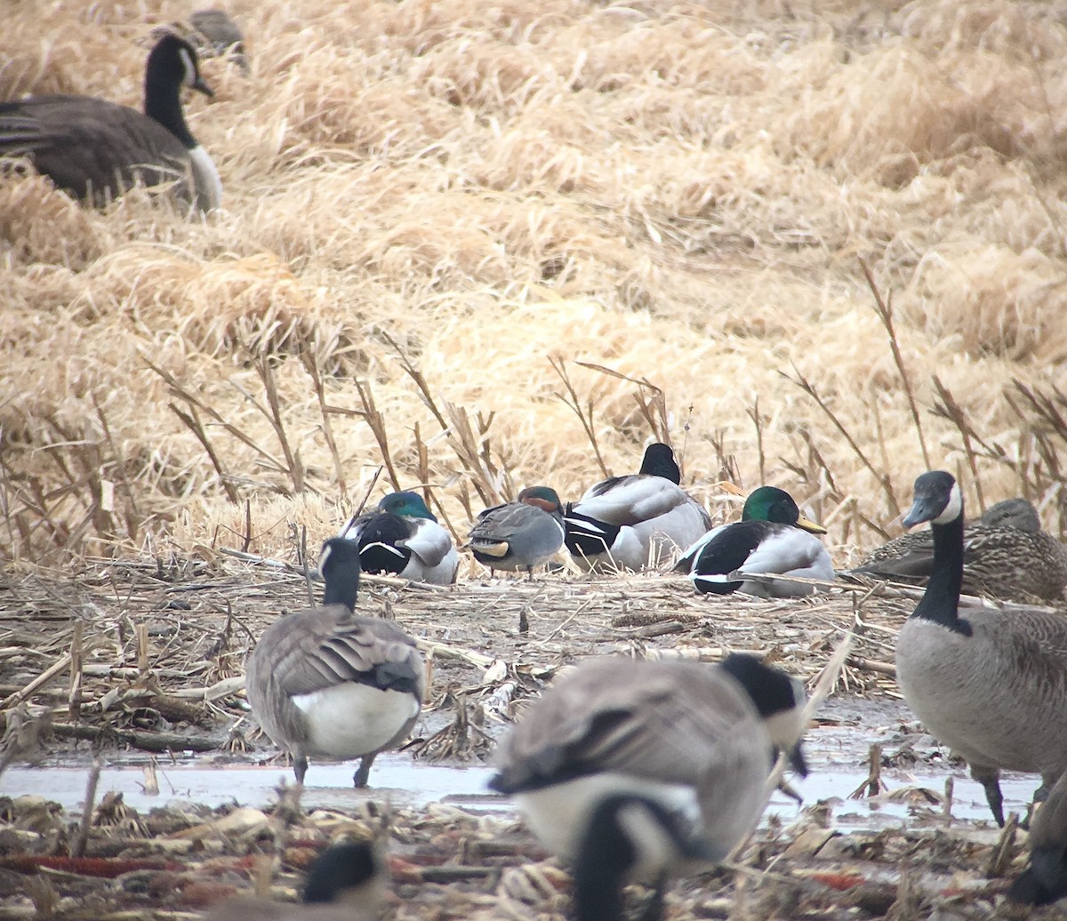 Green-winged Teal (American) - ML144728471