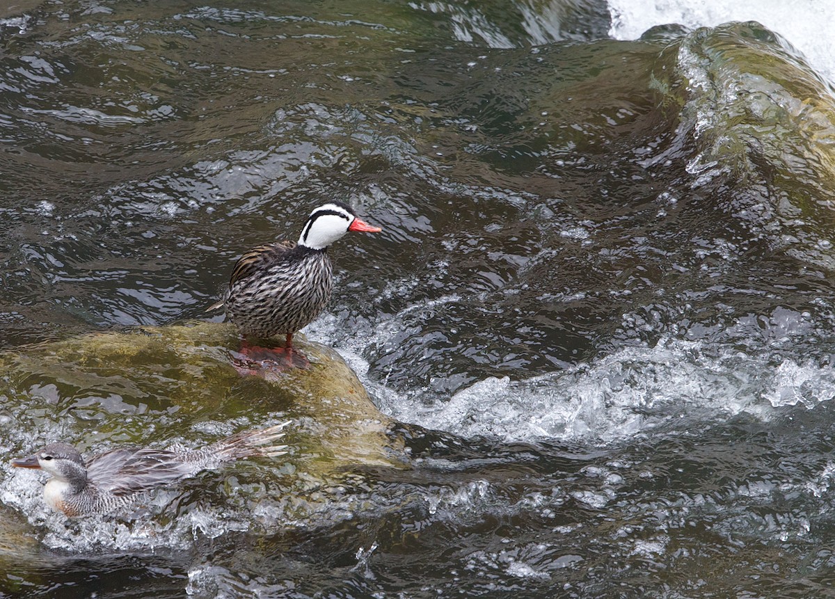 Pato Torrentero - ML144728921