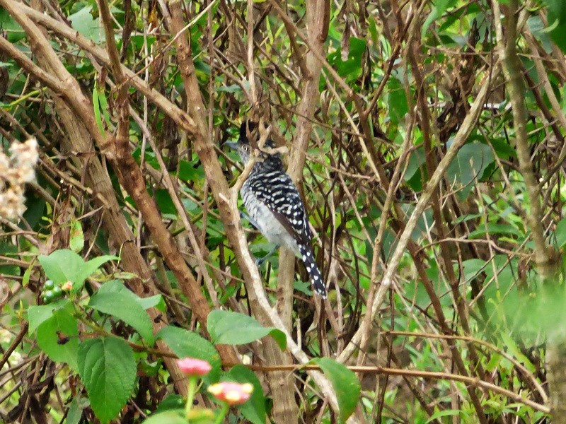 Barred Antshrike - ML144729271