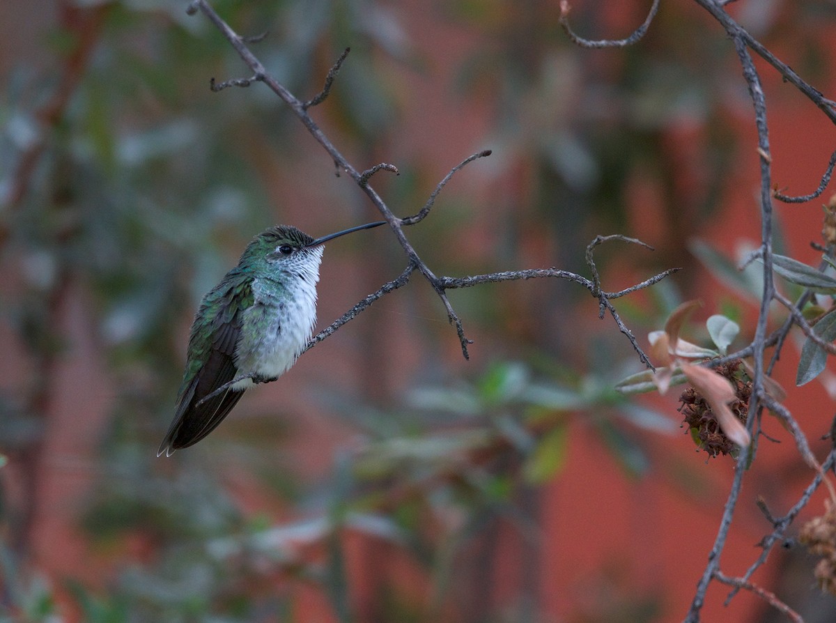 Green-and-white Hummingbird - Jim DeWitt