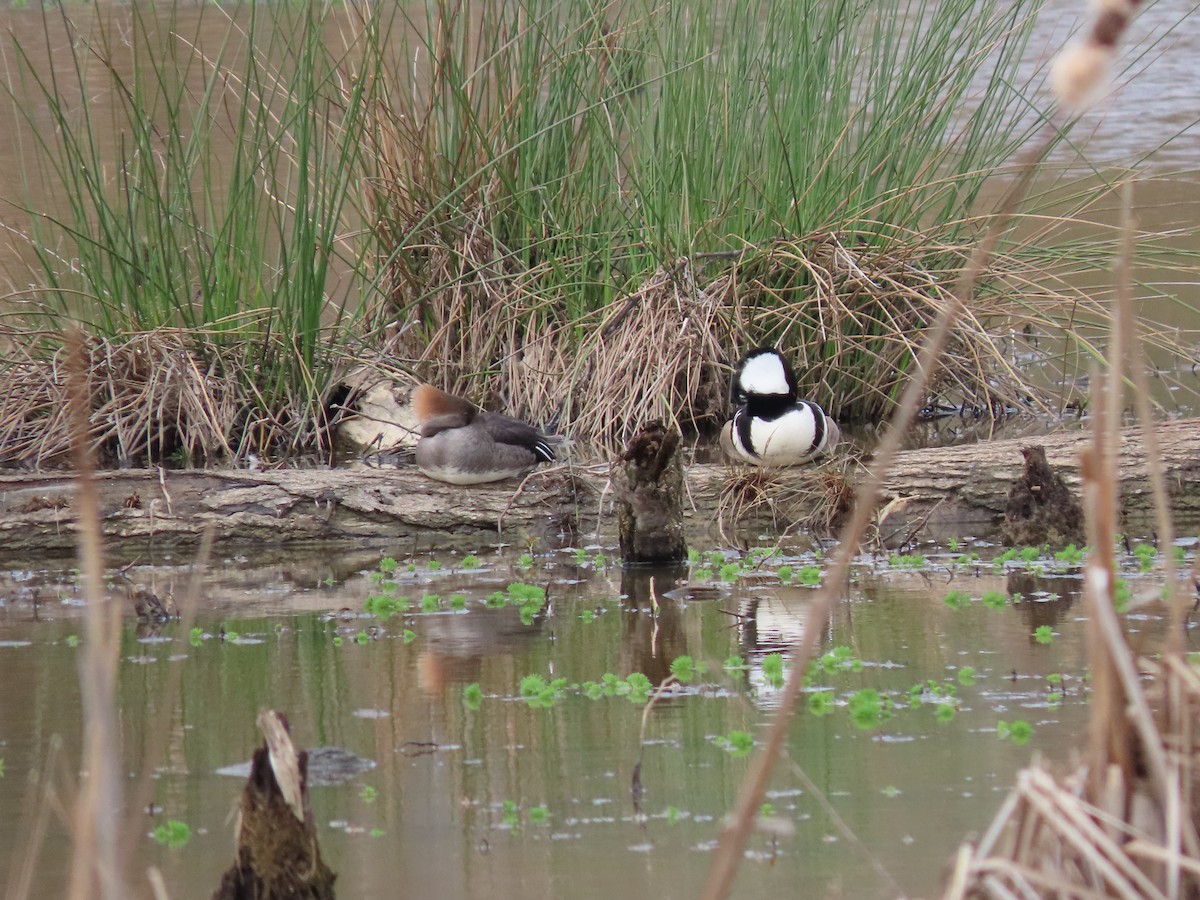 Hooded Merganser - ML144730261