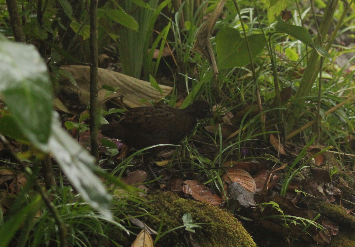 Black-breasted Wood-Quail - ML144730521