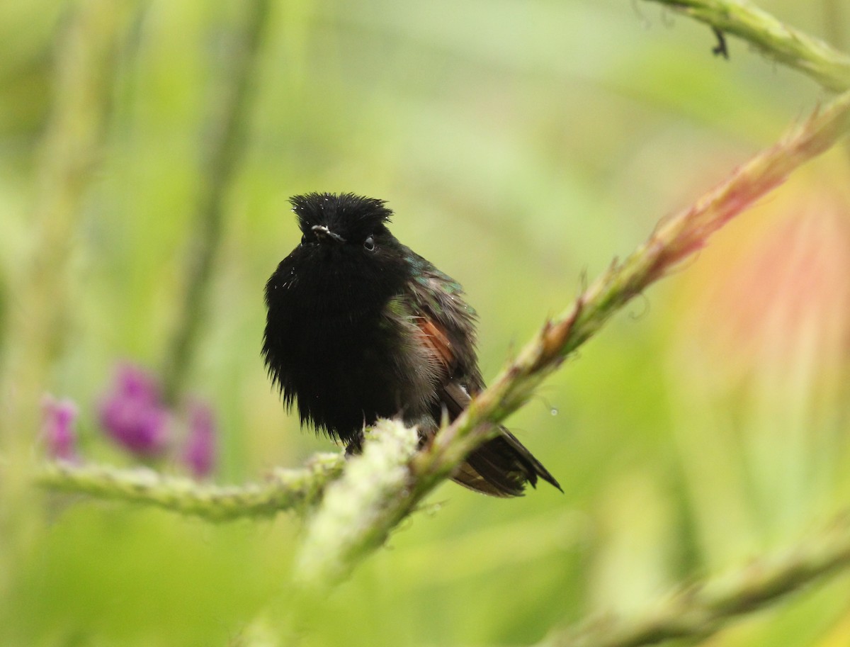 Black-bellied Hummingbird - Andrew Guttenberg