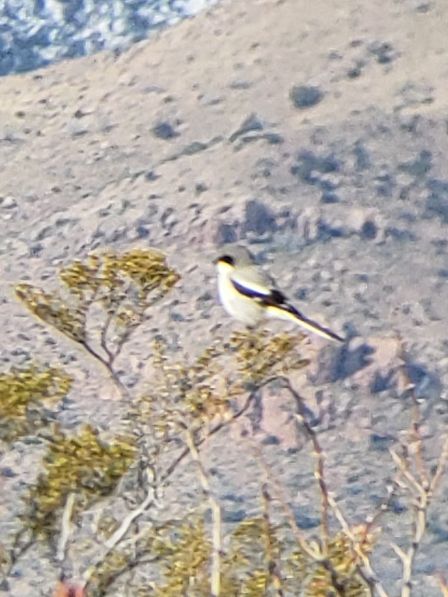 Loggerhead Shrike - Janina Glovatchi