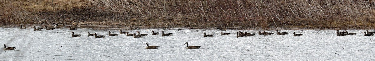 Greater White-fronted Goose - Jack Verdin