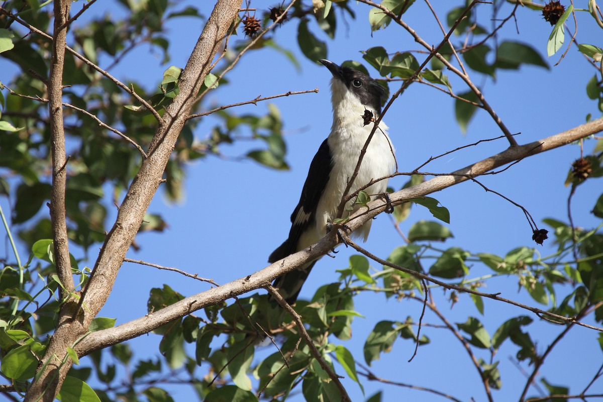 Pied Cuckoo - Dave Andrews