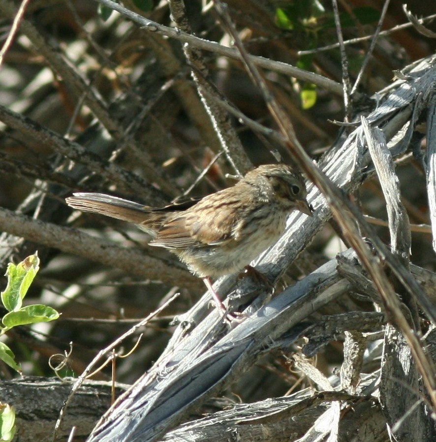 Song Sparrow - Debby Parker