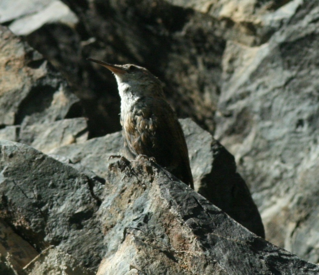 Canyon Wren - ML144738381