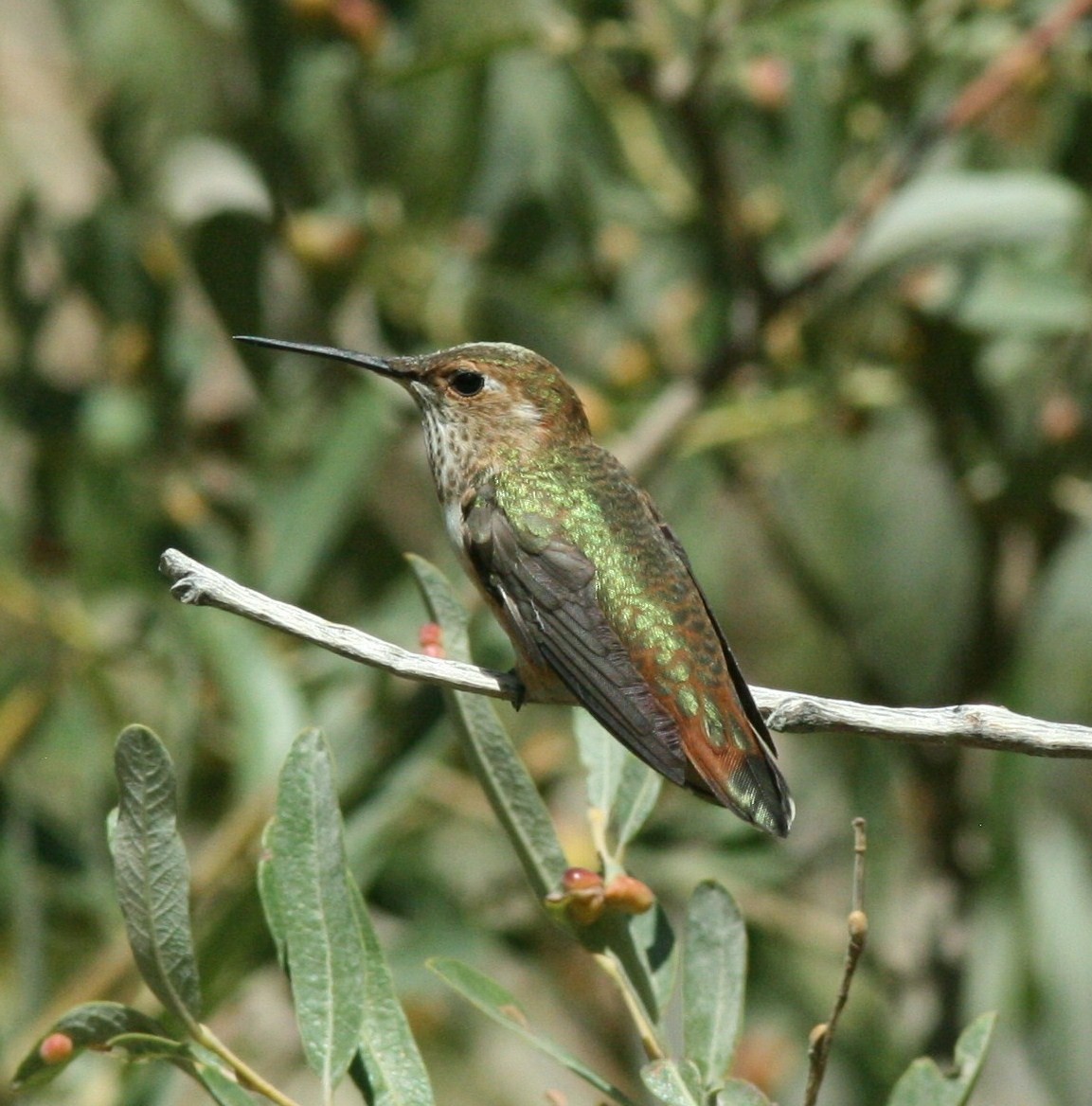 Rufous Hummingbird - ML144738521