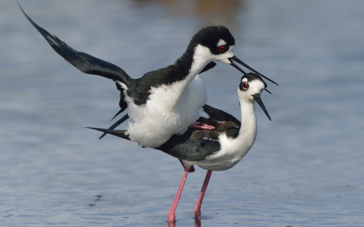 Black-necked Stilt - ML144738581