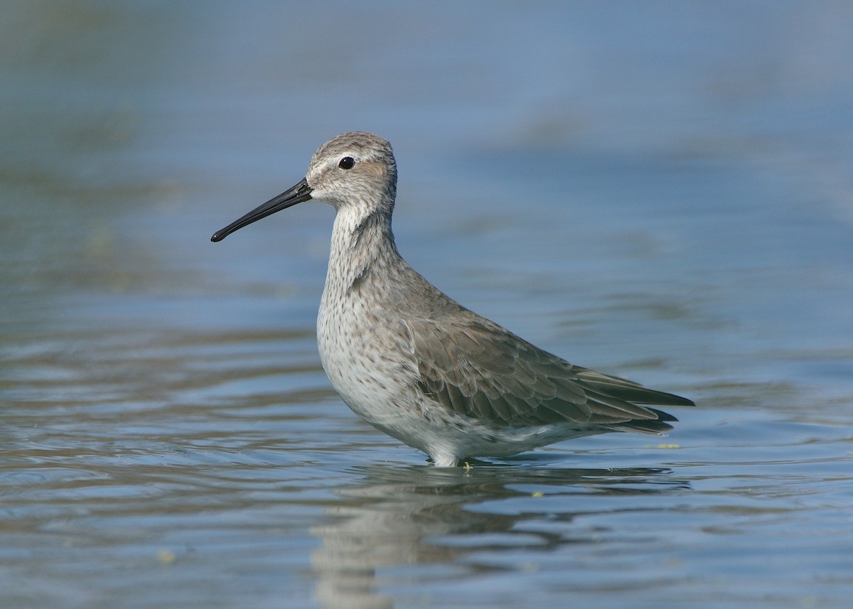 Stilt Sandpiper - ML144738661