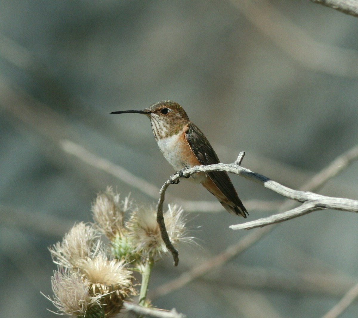 Rufous Hummingbird - ML144738781