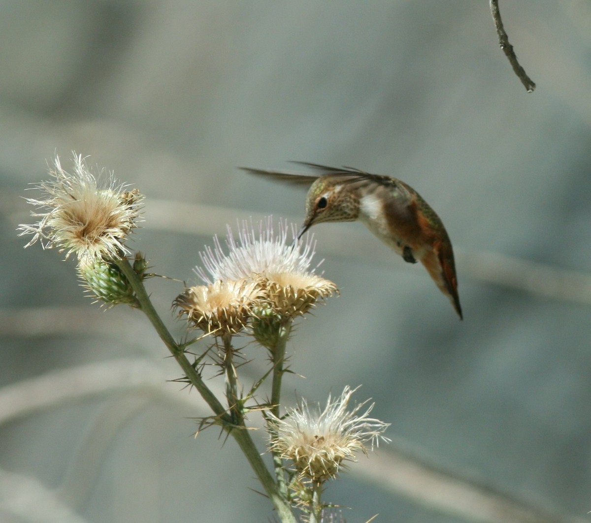 Rufous Hummingbird - ML144738811