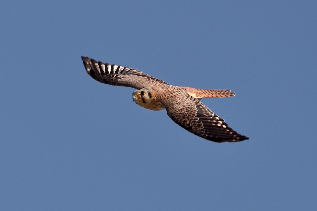 American Kestrel - ML144739331