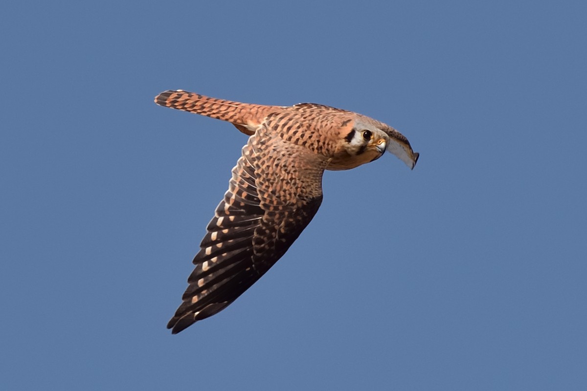 American Kestrel - ML144739341