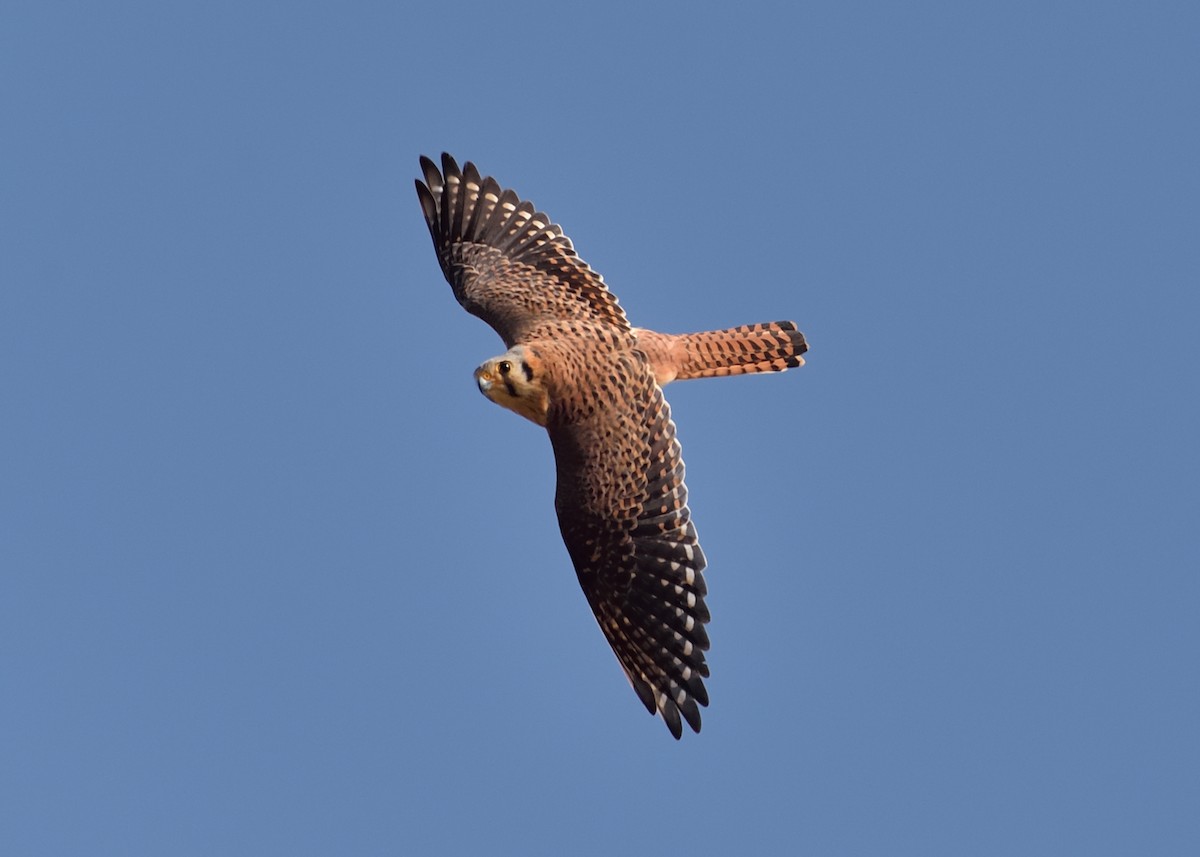 American Kestrel - Michiel Oversteegen