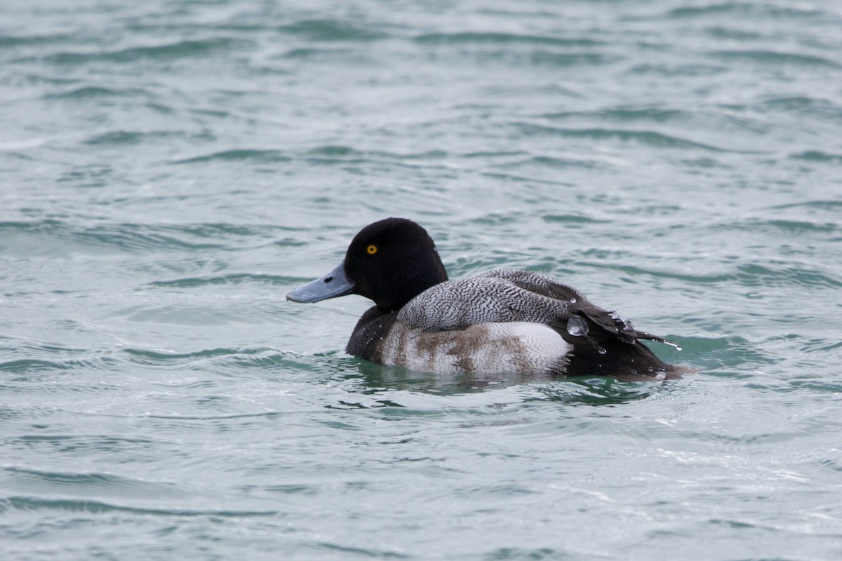 Greater Scaup - ML144741681