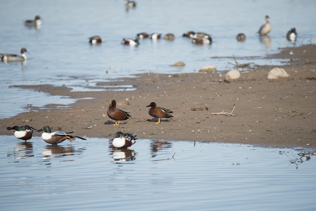 Cinnamon Teal - ML144742621