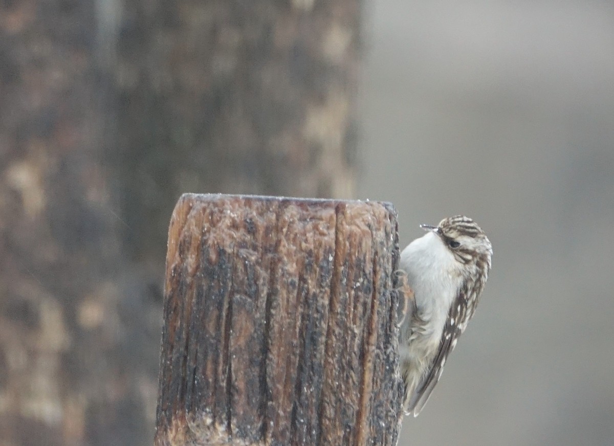Brown Creeper - ML144745251