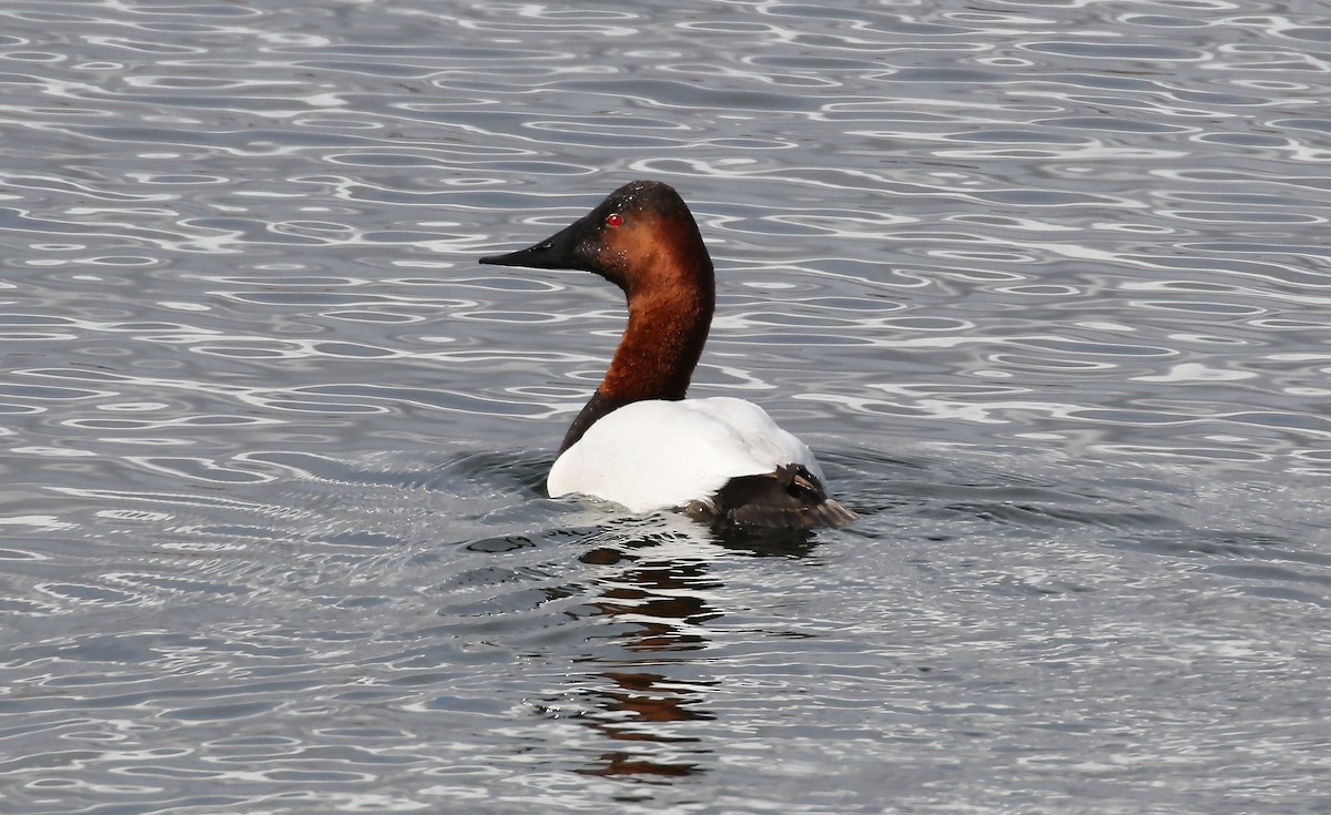 Canvasback - ML144748641