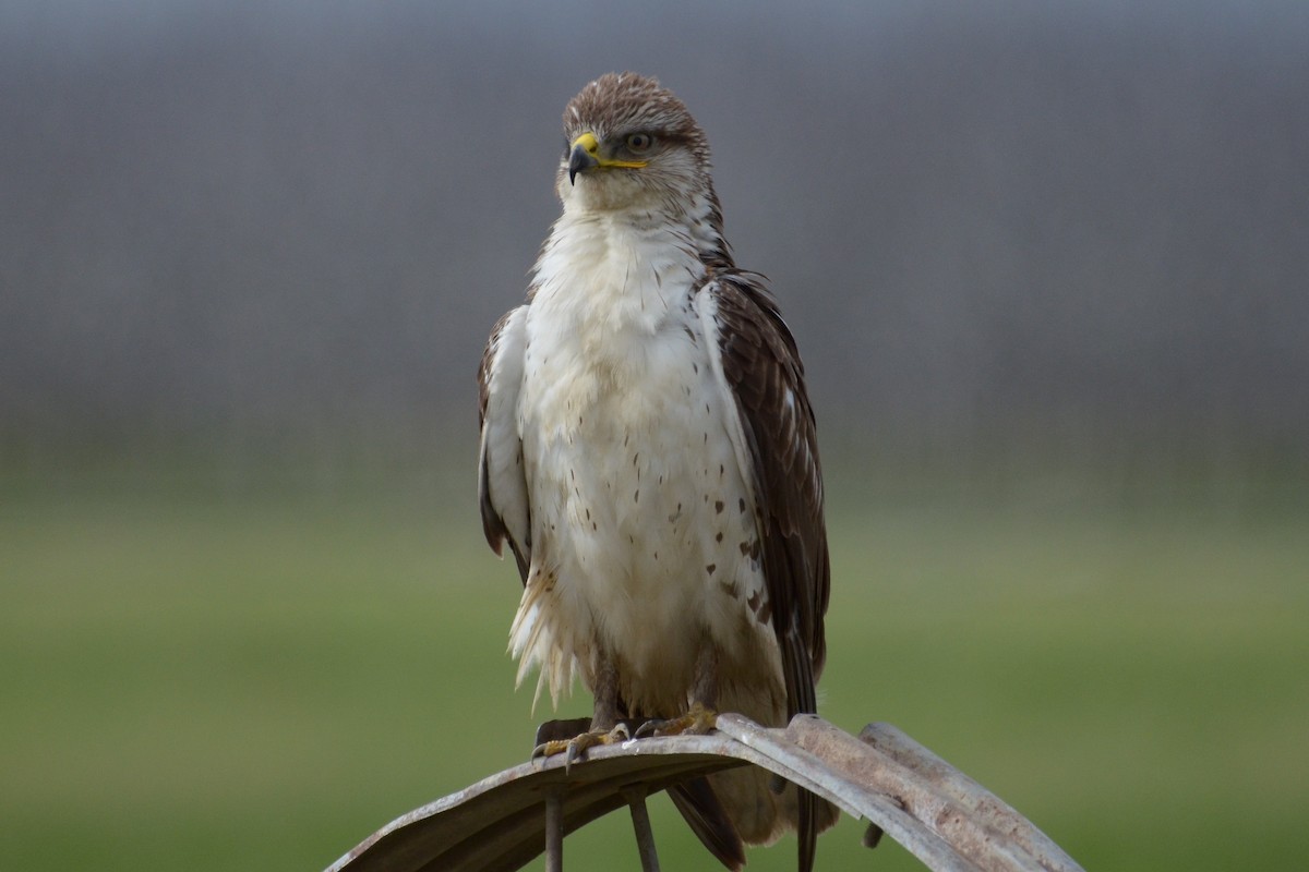 Ferruginous Hawk - ML144749321