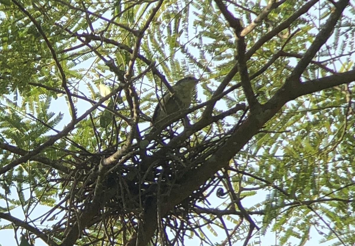 Double-banded Graytail - ML144750191