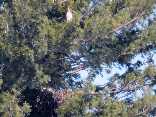 Rotschwanzbussard - ML144751311